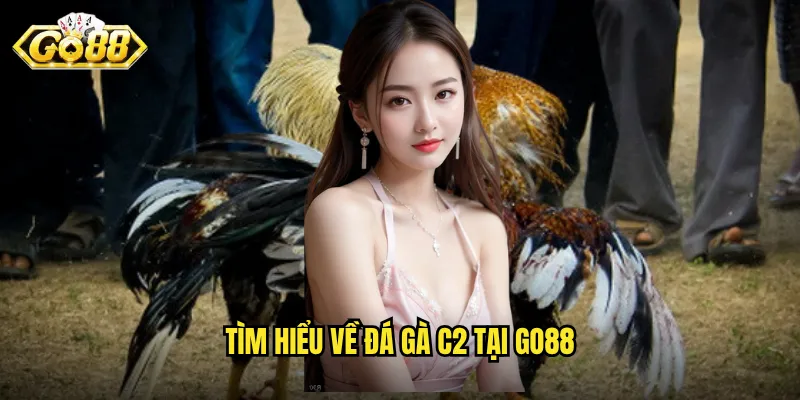 Đá Gà C2 Go88 - Trận Đấu Livestream Sắc Nét Mọi Giây Phút 2 Tìm hiểu về đá gà c2 tại Go88