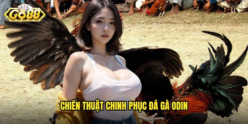 Đá Gà Odin Go88 - Đấu Trường Thần Thoại Của Các Chiến Binh Lông Vũ 3 Chiến thuật chinh phục đá gà Odin