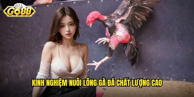 Nuôi Lông Gà Đá Go88 - Bí Mật Tạo Nên Chiến Binh Hoàn Hảo 3 Kinh nghiệm nuôi lông gà đá chất lượng cao